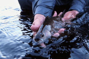 Trophy arctic grayling in Saskatchewan